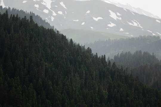 Mountain Forest Landscape