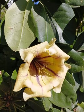 Large yellow flower of the tropical vine Solandra maxima