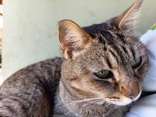 Close-up portrait of a domestic tabby cat in profile © Parakhat
