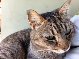 Close-up portrait of a domestic tabby cat in profile © Parakhat