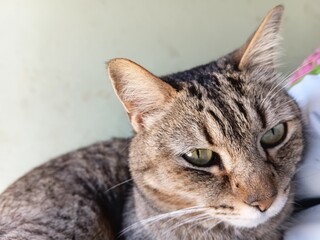 portrait of a cat © Parakhat