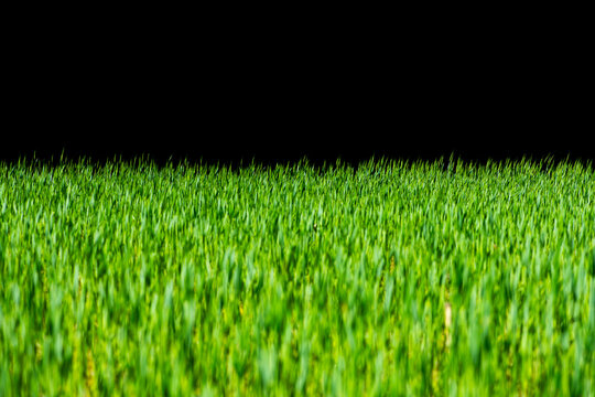 Green grass overlay for website header background border copy space.