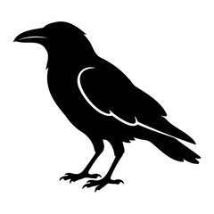 Fototapeta premium Black raven silhouette standing in profile graphic isolated vector illustration