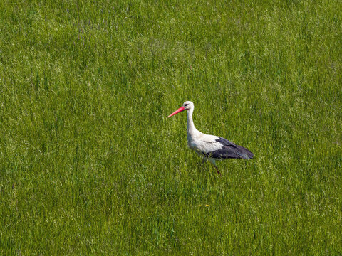 A white stork moves across a grassy meadow in a habitat typical for this migratory bird. The scene shows the bird in its natural setting.