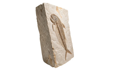 Prehistoric fossil specimen showing a primitive fish or lizard skeletal imprint in stone © James