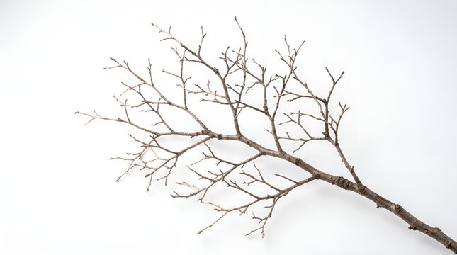 A single leafless tree branch isolated on a plain white background.