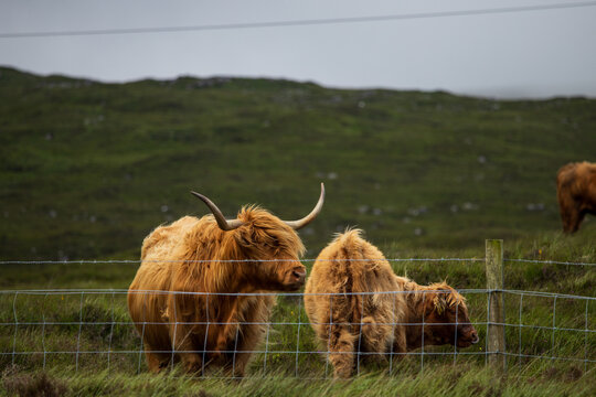 Highland cows