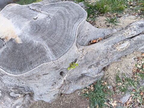 Top view of an old tree stump with annual rings and powerful roots.
