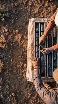 Top View of Geologists Inspecting Mineral Drill Core Samples in Metal Trays Outdoors