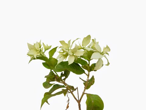 Beautiful white bougainvillea flowers with vibrant green leaves isolated on a clean white studio background