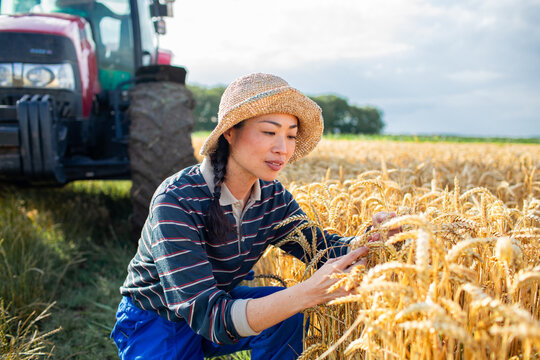 Female farmer inspecting wheat crop in field with tractor