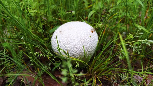 White Puffball Mushroom Growing In Green Grass. Edible Organic Wild Nature Plant