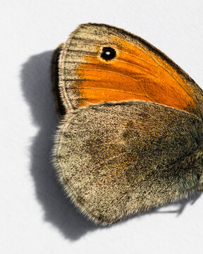 Orange Butterfly Wing Macro with Eyespot Detail