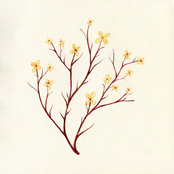 Twigs with yellow small flowers