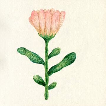 Pink flower