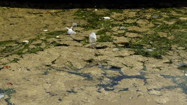 Plastic Bottles Trash Floating In Polluted Shallow Water With Algae. Environmental Contamination