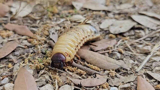 European rhinoceros beetle larva, oryctes nasicornis, crawls across dry soil and leaf litter in its natural habitat. Horizontal close-up footage shows the large scarab grub moving on the ground.