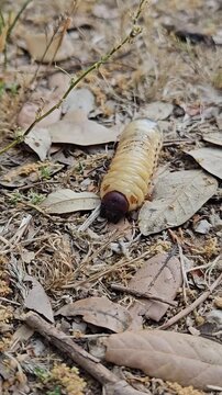 European rhinoceros beetle larva, oryctes nasicornis, crawling across dry soil and leaf litter in a natural habitat. Vertical close-up shows a large scarab grub moving over the ground.