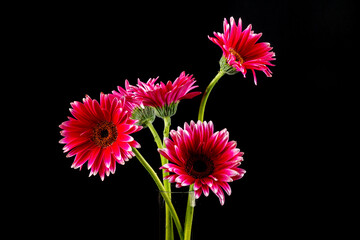 Gerbera © Karsten