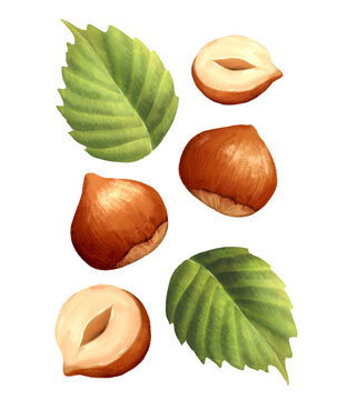 Hand-drawn illustration of hazelnuts with whole nuts, halves and green leaves
