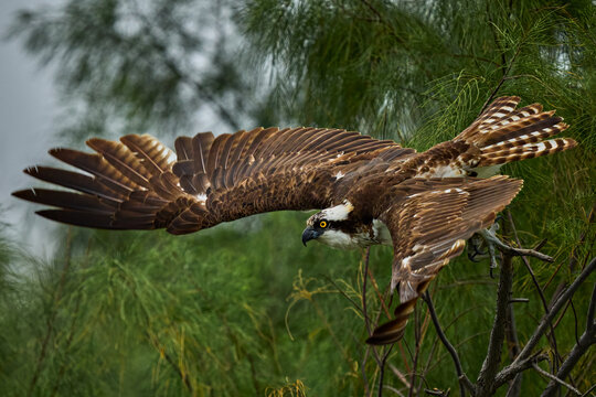 Osprey in Flight at Takeoff