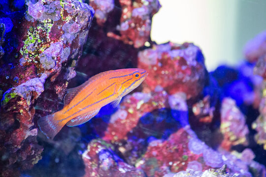 Female Flasher Wrasse (Paracheilinus sp.) Swimming Near Coral Rockwork in a Saltwater Reef Aquarium