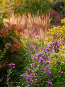 Late purple asters glow against a tapestry of autumn color, with feathery Karl Foerster reed grass and fading panicle hydrangeas creating a soft, painterly garden scene.