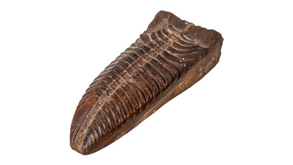 Prehistoric petrified trilobite fossil specimen detailed ancient organic rock artifact © Mia