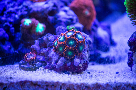 Vibrant Zoanthid Coral Colony Growing on Live Rock in Reef Aquarium