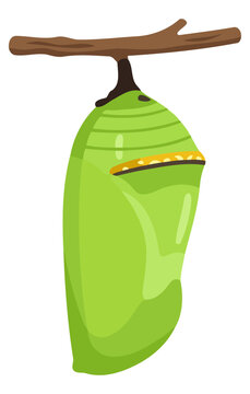 Green butterfly chrysalis hanging from a brown tree branch, detailed pupa stage of a monarch butterfly, nature transformation concept