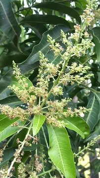 close up of a mango tree