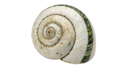 Natural spiral sea snail shell white striped seashell element isolated on plain backdrop © Mia