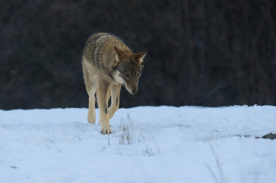 canis lupus