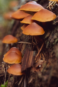 Cluster of small orange brown wild mushrooms growing on decaying wood in a forest