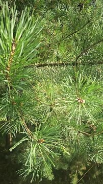 Pine trees in a forest showing branches and needles in bright sunlight