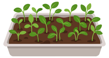 Fototapeta premium Seedlings growing in a plastic tray with soil