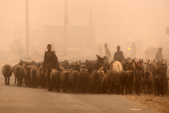 Taunsa, Punjab, Pakistan - 10 October 2022: View of Afghan shepherds guiding a herd of sheep and donkeys along a dusty road during a hazy sunset.