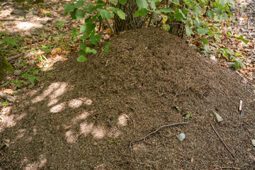 Fototapeta premium Anthill of wood ants near the trunk of a linden tree in the forest under midday light.