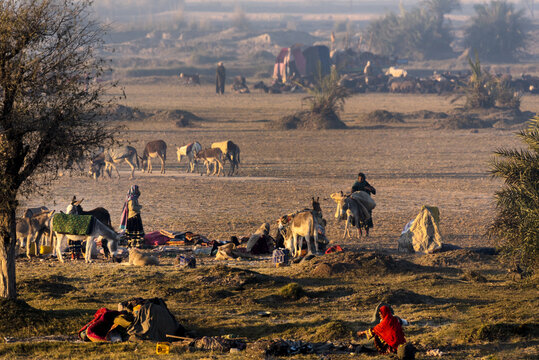 Zhob, Balochistan, Pakistan - 16 October 2020: View of shepherds with their donkeys and belongings in a rural landscape at sunset.