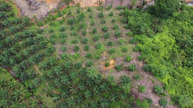 Aerial view of a lush palm oil plantation set within a hilly landscape in Langkat, North Sumatera, Indonesia.