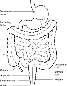 Line art diagram of human gastrointestinal system with labels for stomach colon intestines and rectum for medical coloring pages.