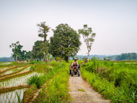 Indonesia - 31 August 2026: View of a farmer driving a small motorized cultivator along a narrow dirt path through lush green rice paddies under a bright sky.