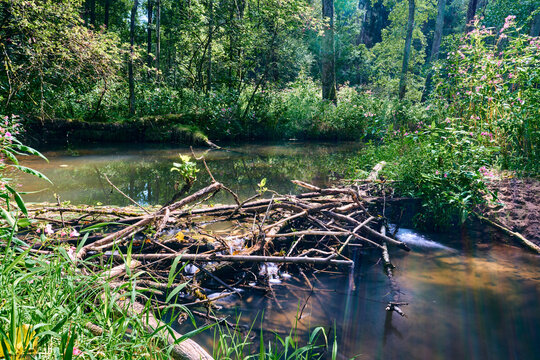Natural beaver dam made of branches and logs on a small forest river. Stream of water flowing through a wooden barrier in a green summer woodland surrounded by wild plants and trees, ecology.