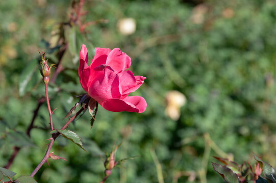 Beautiful magenta pink rose flower blooming in autumn garden with blurry green bokeh copy space background