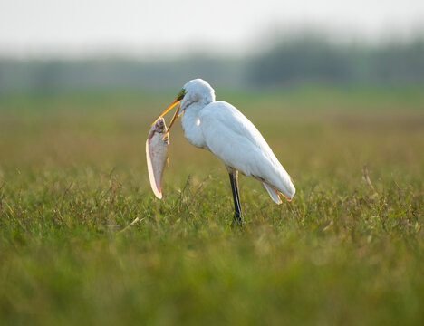 Great egret perched in the wetlands with a fish in its beak.