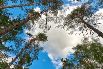 Low angle view of tall pine trees stretching towards a bright blue sky with white clouds. Beautiful forest canopy texture, green branches, and natural look up perspective in a summer woodland. © beautiful-photo.de