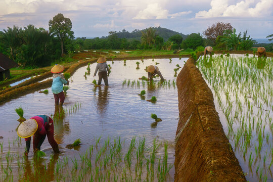 Indonesia - 31 August 2026: View of rice farmers wearing traditional conical hats planting seedlings in a flooded paddy field with lush hills under a cloudy sky.