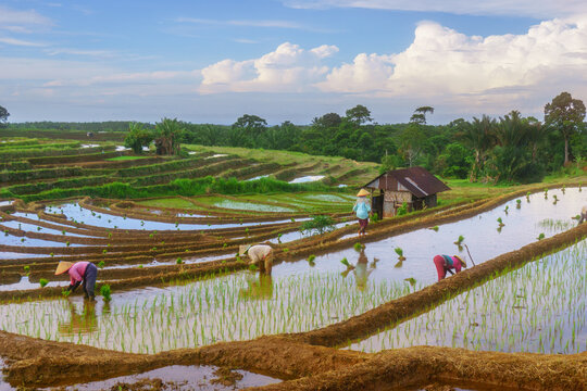 Indonesia - 31 August 2026: View of farmers wearing conical hats working in lush green rice terraces under a bright sky with clouds.