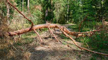 Large fallen pine tree blocking a dirt path in a green coniferous forest. Deadwood trunk and dry branches lying across the trail, showing storm damage, deforestation, or natural lifecycle concepts. © beautiful-photo.de