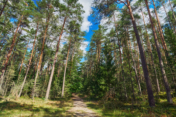 Scenic dirt path leading through tall pine trees under a blue sky with white clouds. Beautiful look up view of green coniferous forest canopy, wild summer vegetation, and bright nature landscape. © beautiful-photo.de